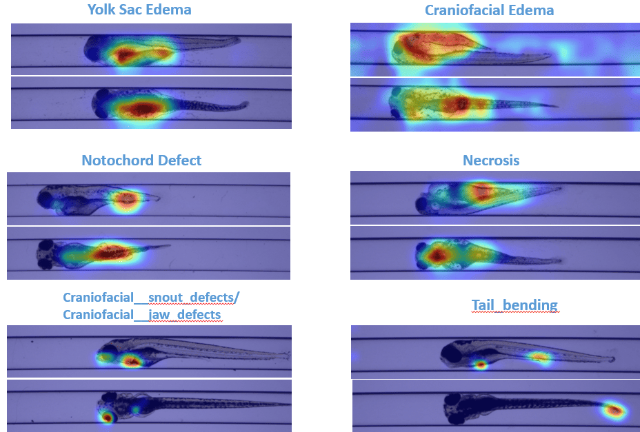 Automated image analysis using artificial intelligence sciome